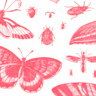 Bug Heart postcard